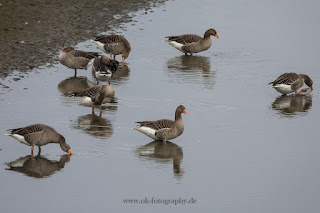 Naturfotografie Wildlifefotografie Lippeaue Blässgans Graugans Nilgans